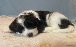 Mixed Breed dogs for sale: Cocker Spaniel cross Cavapoo Pups - Image 15