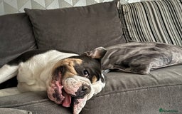 English Bulldog dogs for sale: British bulldog for sale - Image 2