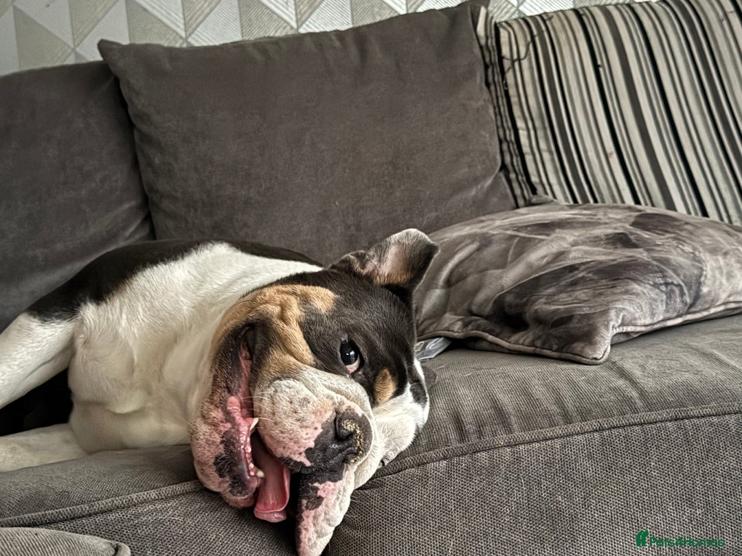 English Bulldog dogs for sale: British bulldog for sale - Image 2