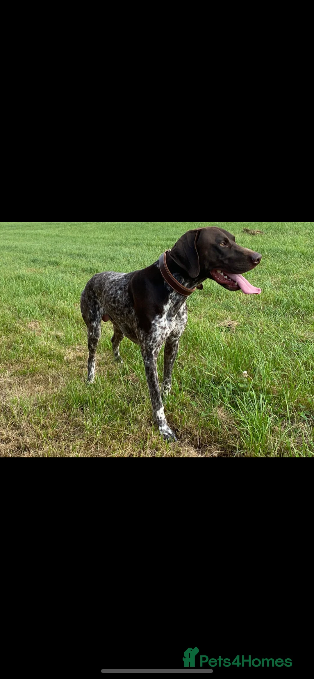 German Shorthaired Pointer dogs for stud: KC registered GSP for stud - Advert 11