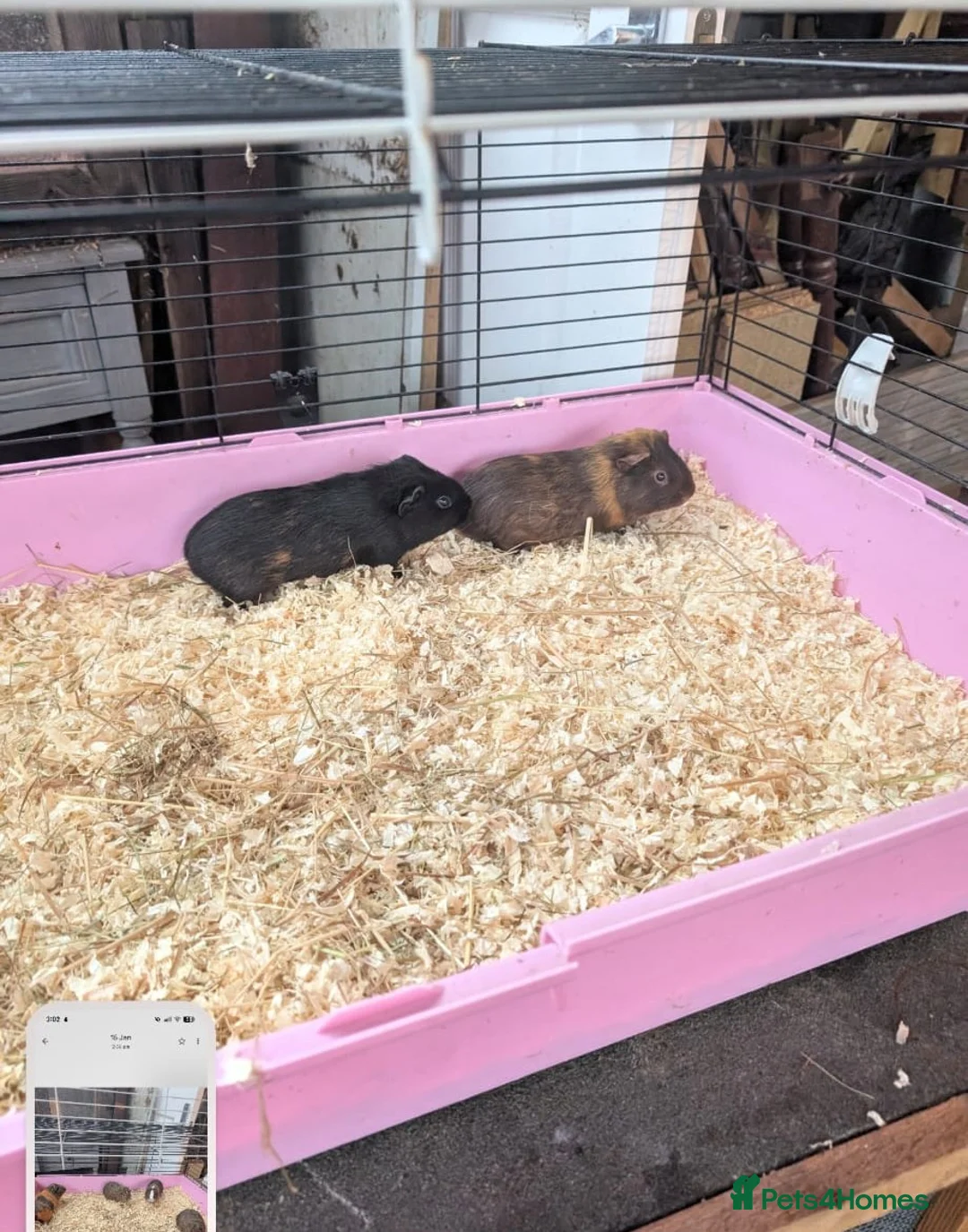 Guinea Pig rodents for sale: Lovely guinea pigs - Advert 3