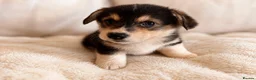 Welsh Corgi Pembroke dogs for sale: KC Registered Pembroke Welsh Corgi Puppies - Advert 16