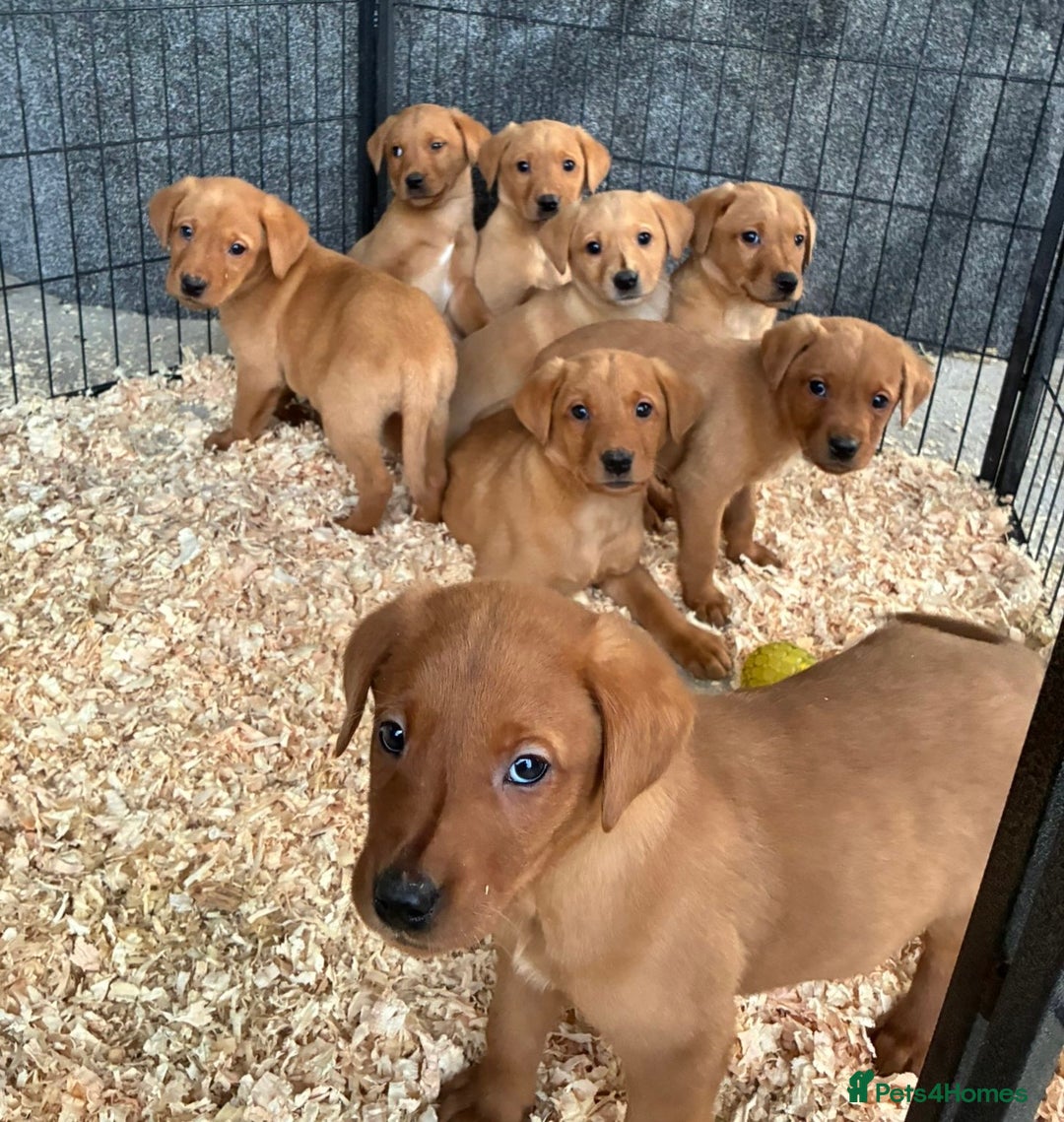 Labrador Retriever dogs for sale: Fox Red KC Reg Labrador Pups - Advert 1