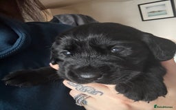 Cockerdor dogs for sale: Beautiful Cockerador Puppies  - Image 4