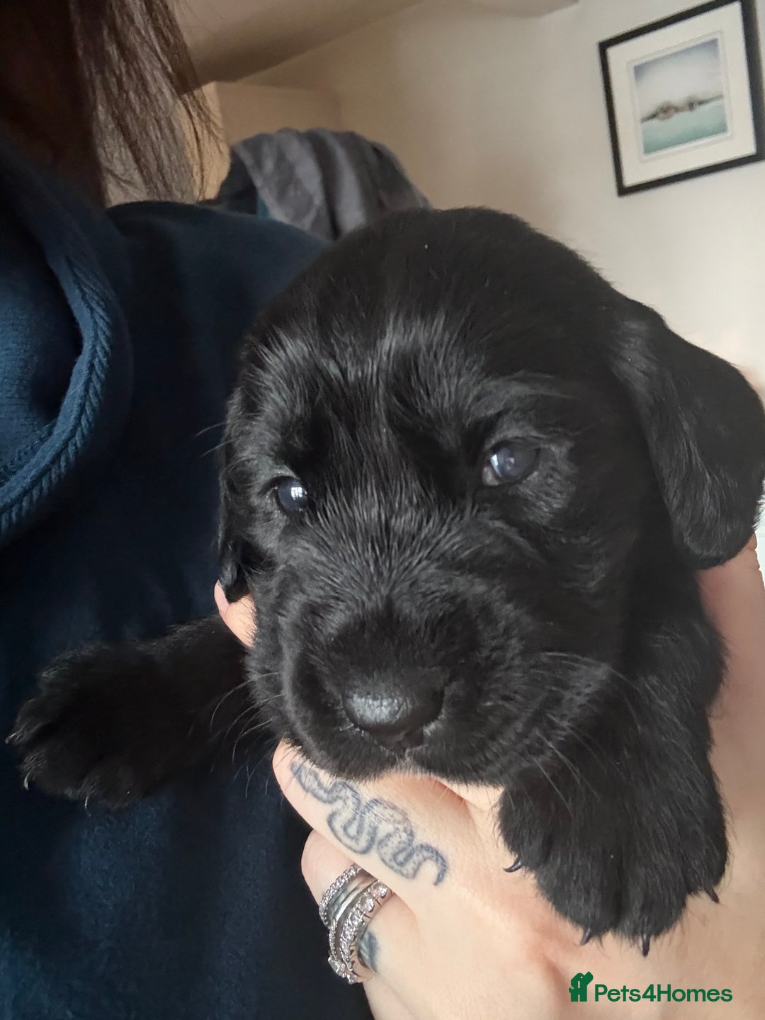 Cockerdor dogs for sale: Beautiful Cockerador Puppies  - Image 4