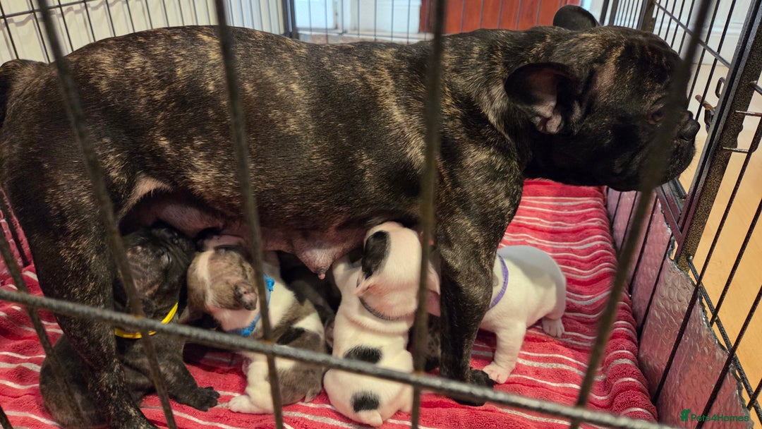 French Bulldog dogs for sale: Adorable French Bulldog puppies  - Advert 2