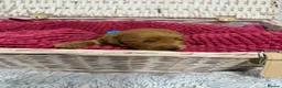 Cockapoo dogs for sale: Stunning Cockapoo Puppies - Only 2 Puppies Left  - Advert 26