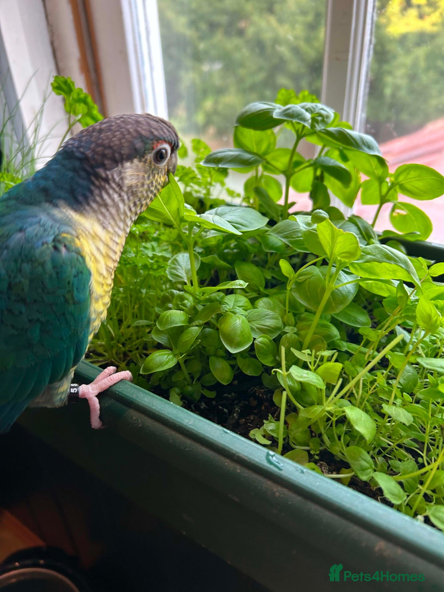 Conures birds Green Cheek Conure Looking for His Forever Home - Advert 2