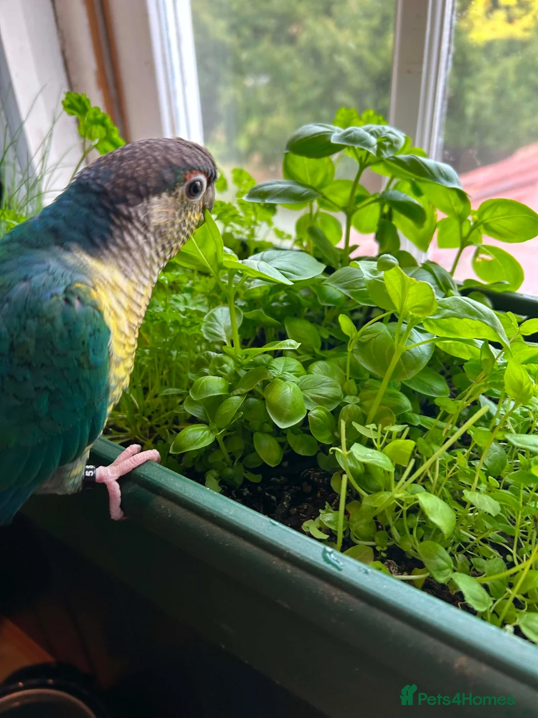 Conures birds for sale: Green Cheek Conure Looking for His Forever Home - Advert 2