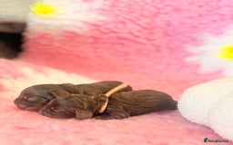 Cocker Spaniel dogs for sale: Stunning litter of show cocker spaniels  - Image 20