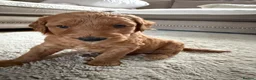 Mini Goldendoodle dogs for sale: Mini goldendoodle puppy’s ✨licensed breeder  - Advert 7