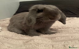 Mini Lop rabbits for sale: mini lop rabbit - Image 3
