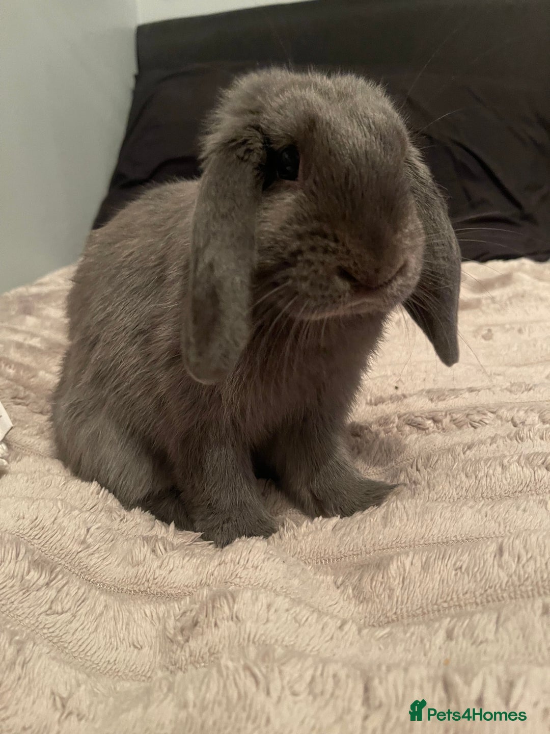 Mini Lop rabbits for sale: mini lop rabbit - Image 3