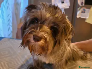 Yorkshire Terrier dogs Chocomerle lovely girl in Burton-on-Trent - Advert 2