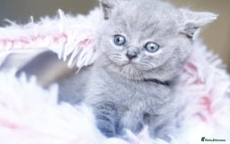 British Shorthair cats for sale: GCCF champ bloodlines Bsh - Image 7