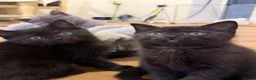 Mixed Breed cats for sale: Black Kittens Ready For Their Forever Homes in Crawley - Advert 8