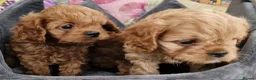 Cavapoo dogs for sale: Quality F1 Cavapoos - Advert 9