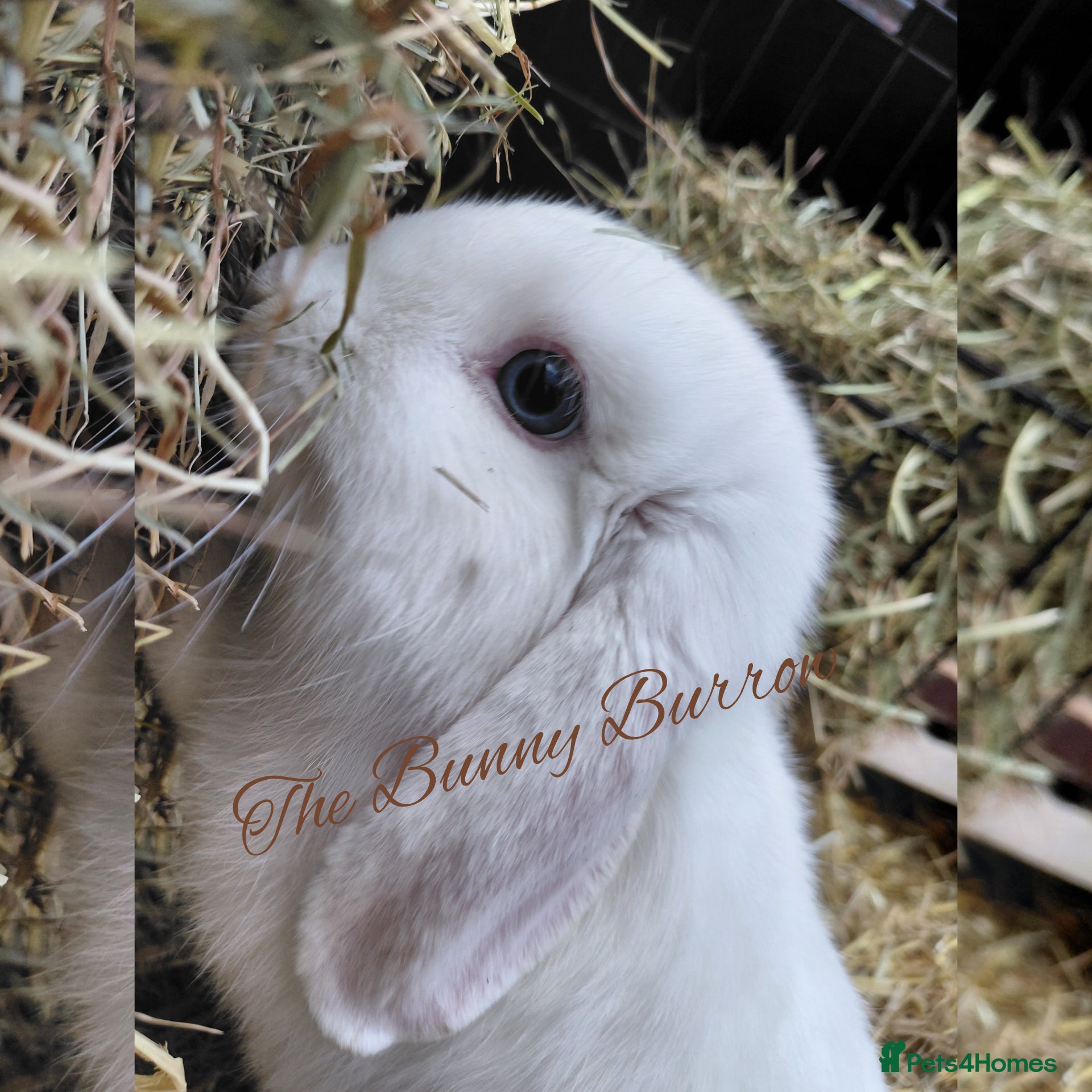 Mini Lop rabbits Mini Lop  - Advert 22