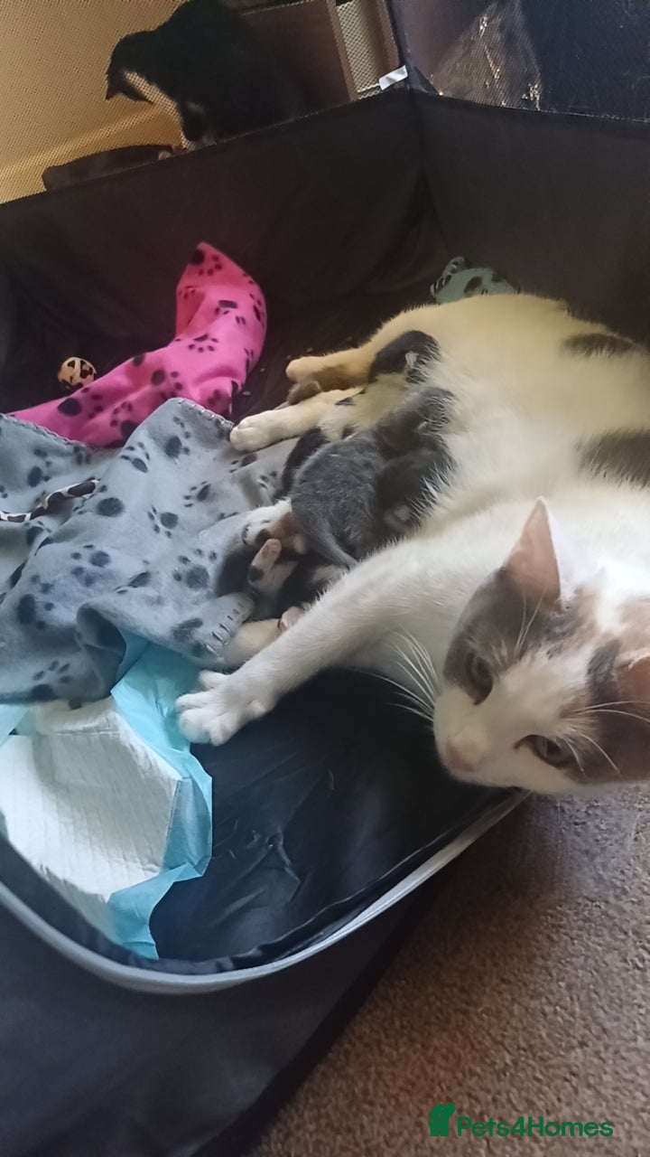 Mixed Breed cats for sale: 2 kittens in Keith - Advert 3
