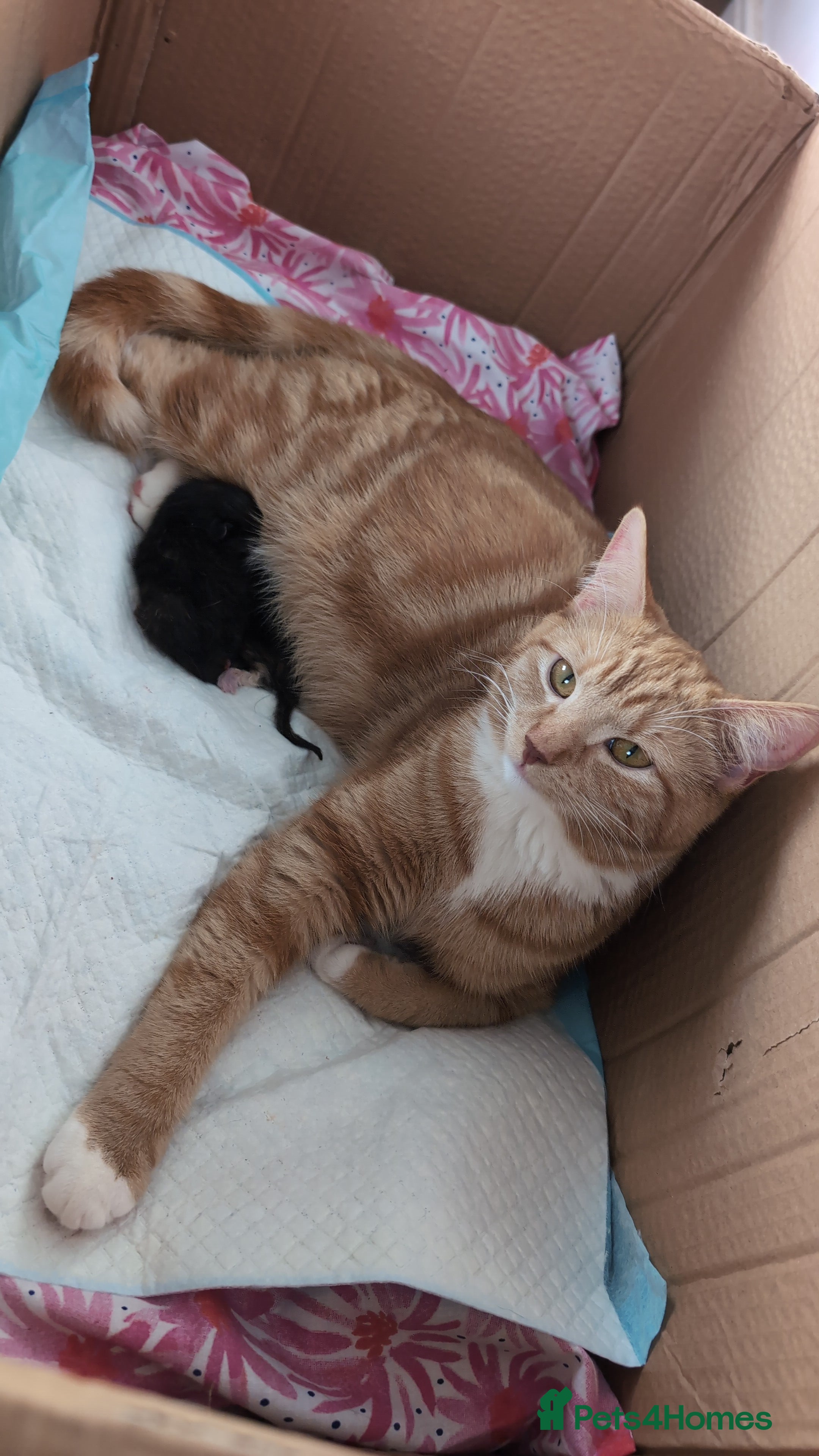 Mixed Breed cats Beautiful kittens born on Valentine's Day  - Advert 1