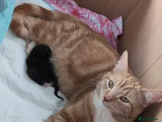 Mixed Breed cats Beautiful kittens born on Valentine's Day - Advert 1