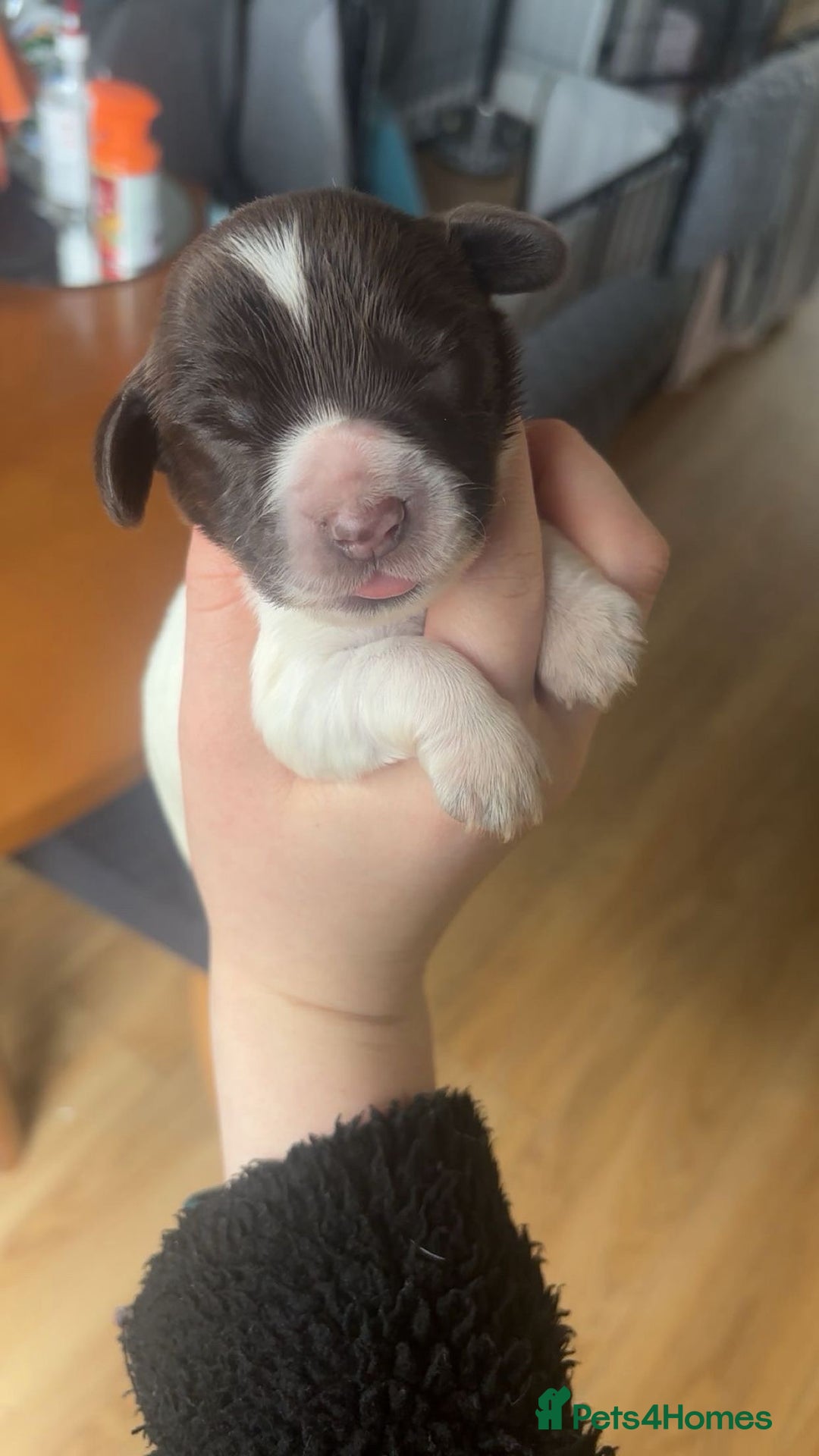 Sprocker dogs for sale:  sprocker spaniel pups for sale!  - Advert 15