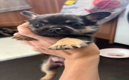 Mixed Breed dogs for sale: FrenchieXPomeranian  - Image 14