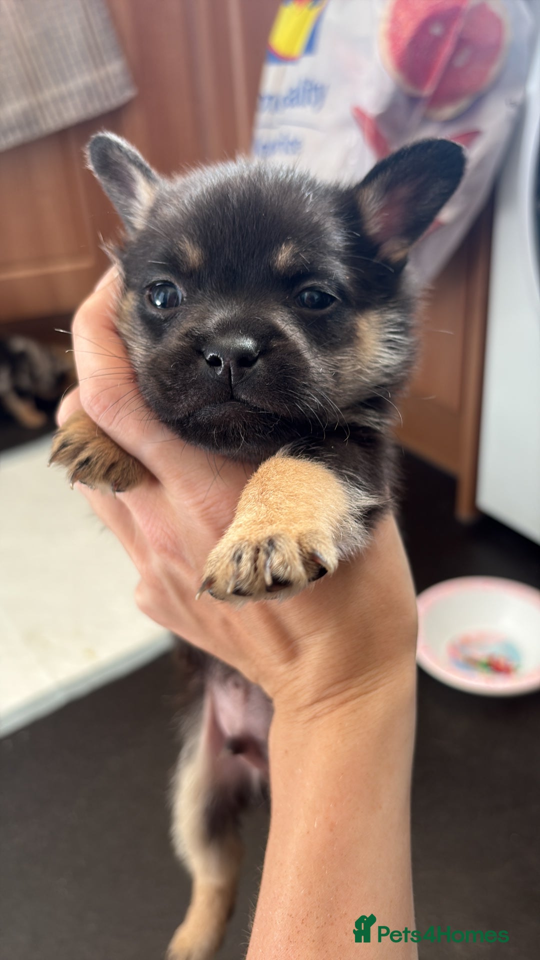 Mixed Breed dogs for sale: FrenchieXPomeranian  - Image 14