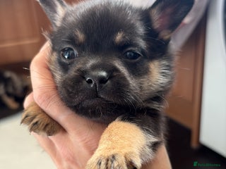 Mixed Breed dogs - Advert 18