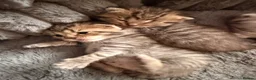 Scottish Fold cats for sale: Beautiful Scottish Fold Kittens for Loving Homes🐱 - Advert 5