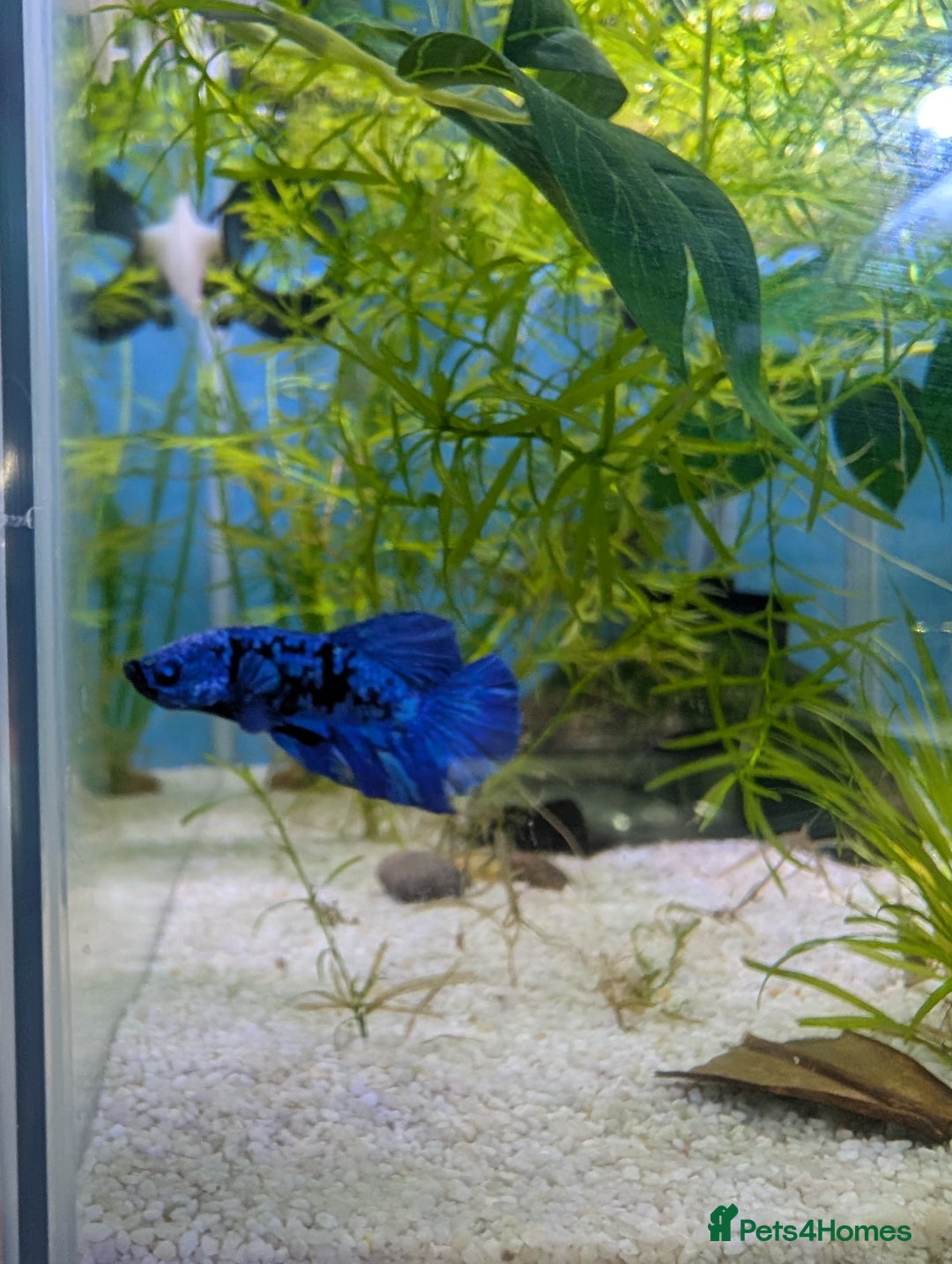 Bettas fish for sale: Avatar male betta - Advert 1