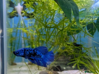 Bettas fish Avatar male betta - Advert 1