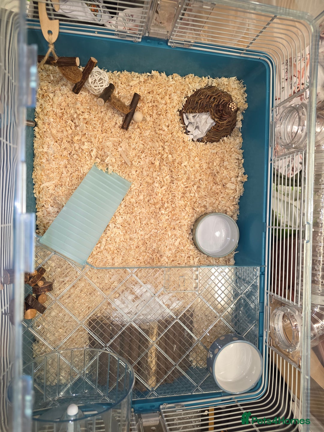 Hamster rodents for sale: Dwarf Hamster & Set Up - Advert 7