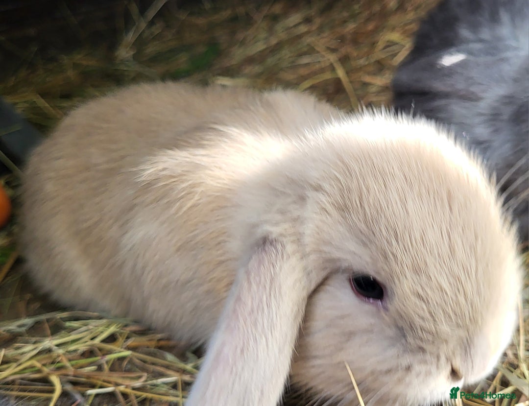 Mini Lop rabbits for sale: Beautiful Mini lop looking good a home - Image 3