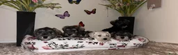 Miniature Schnauzer dogs for sale: Beautiful miniature schnauzers - Advert 4