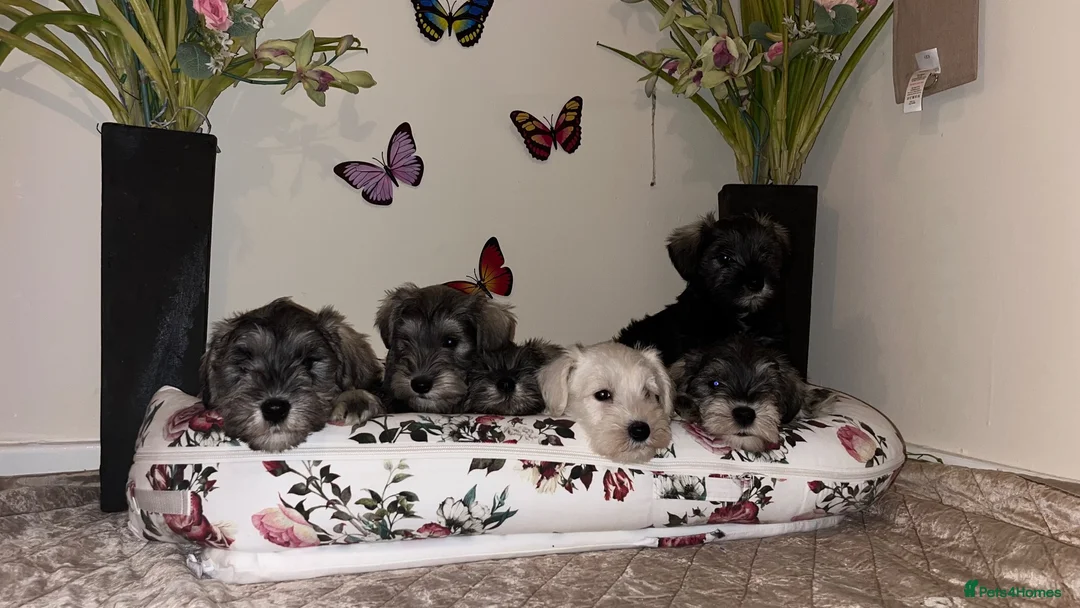 Miniature Schnauzer dogs for sale: Beautiful miniature schnauzers - Advert 4