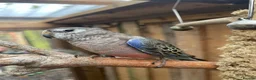 Parakeets birds for sale: Hand reared Bourkes Parakeets  - Advert 4