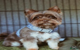 Yorkshire Terrier dogs for sale: Al Pacino needs a temporary home (free) - Advert 1
