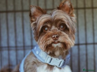 Yorkshire Terrier dogs for sale: Al Pacino needs a temporary home (free) - Advert 1