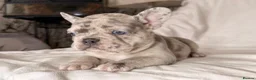 French Bulldog dogs for sale: Reduced to £1250. 1 boy 2 girls left - Advert 18