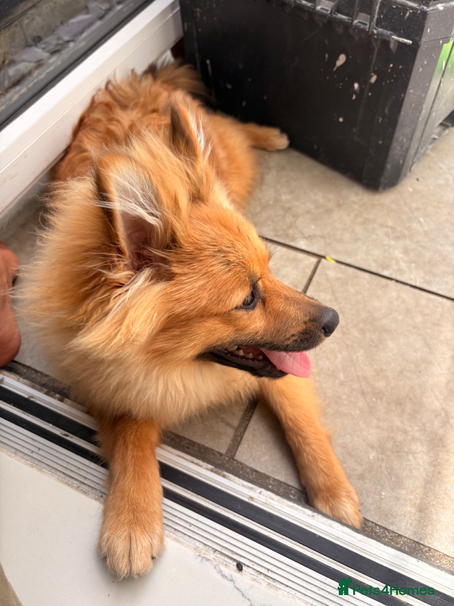 Pomeranian dogs for sale: Pomeranian for sale  - Advert 2