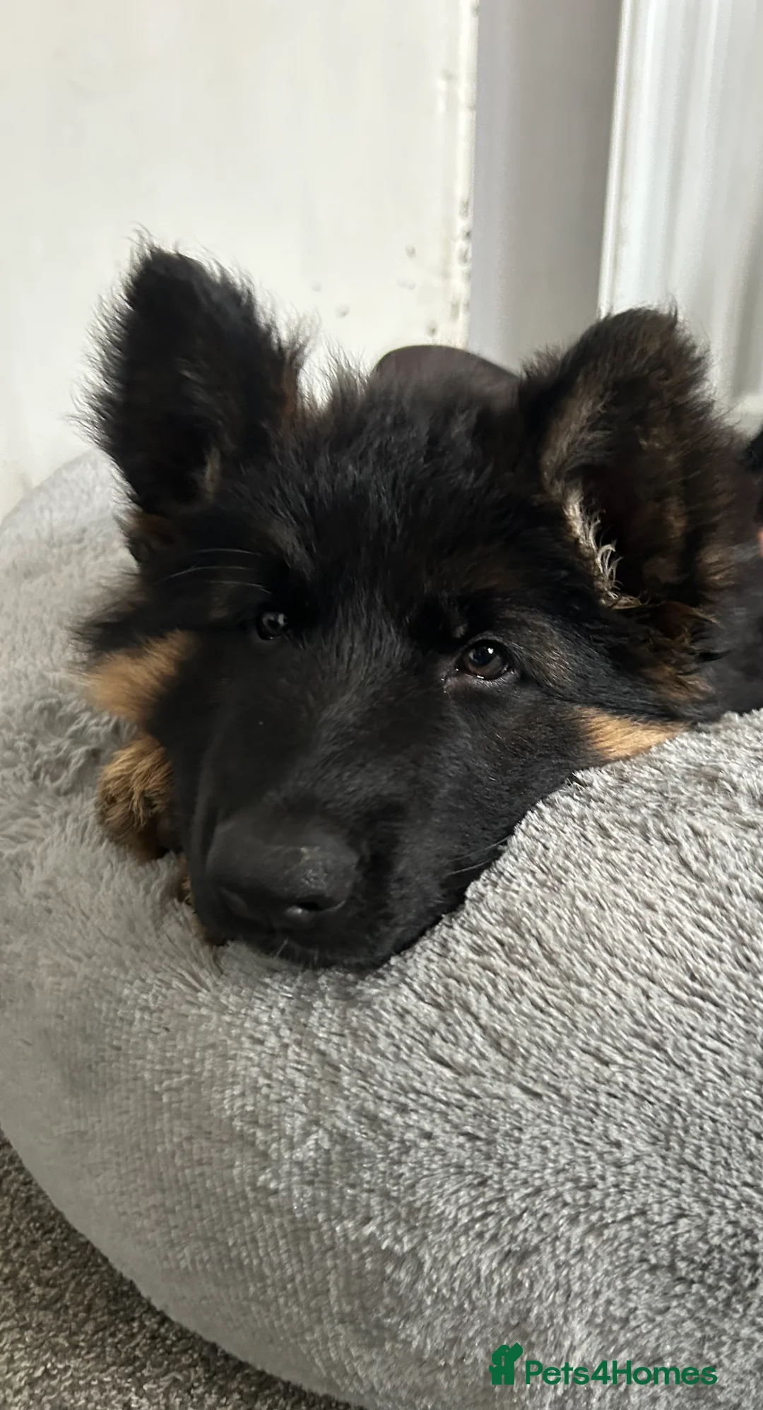 German Shepherd dogs for sale: 7 month old female GSD - Advert 3
