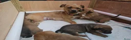 Mixed Breed dogs for sale: Gorgeous Jack Russells in Chichester - Advert 4