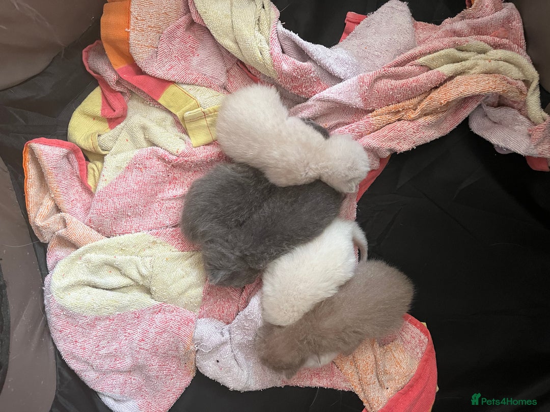 Mixed Breed cats for sale: Beautiful Ragdoll x BSH kittens for sale! - Image 30