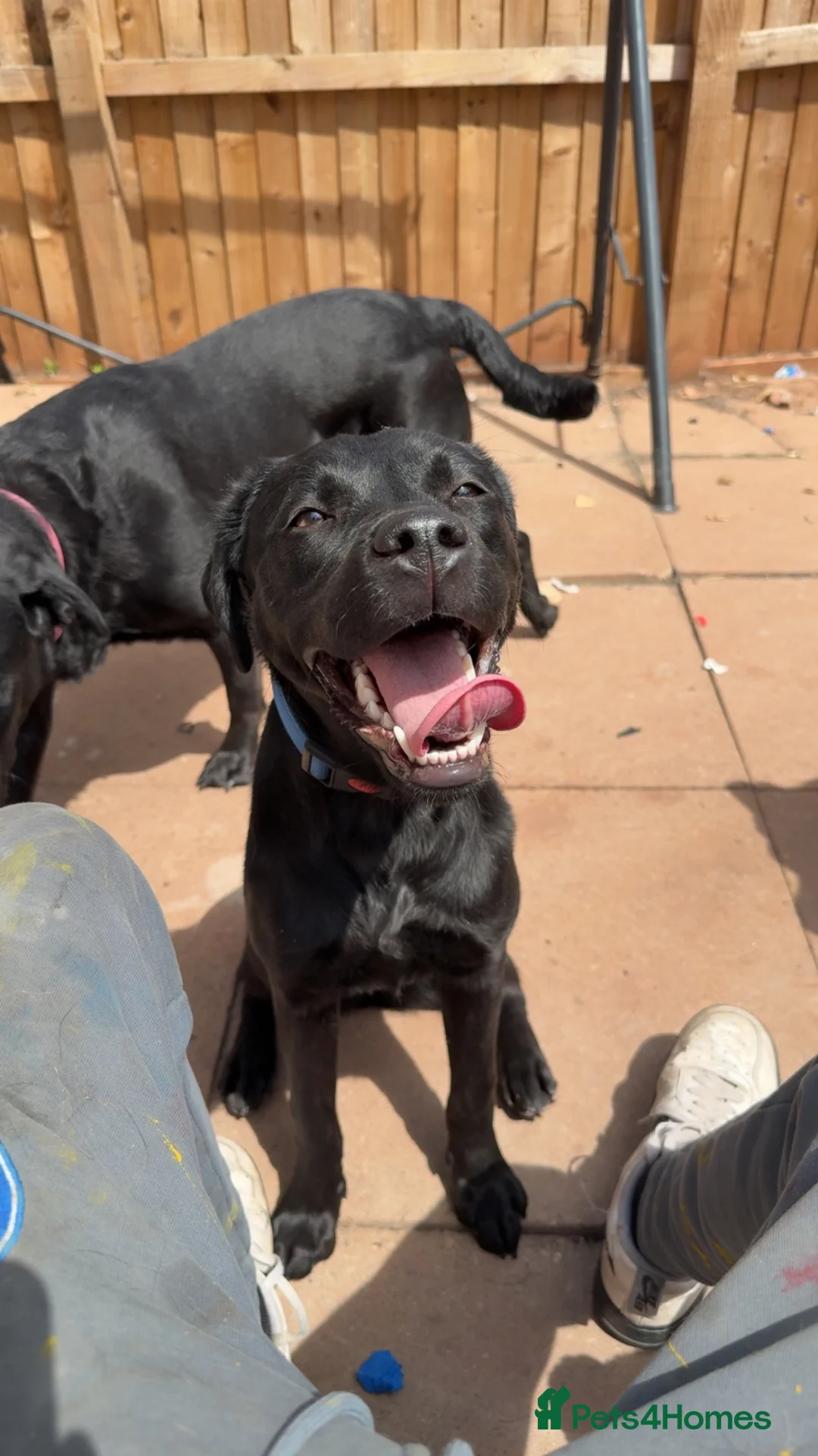 Labrador Retriever dogs for sale: Roxy  in Telford - Advert 4