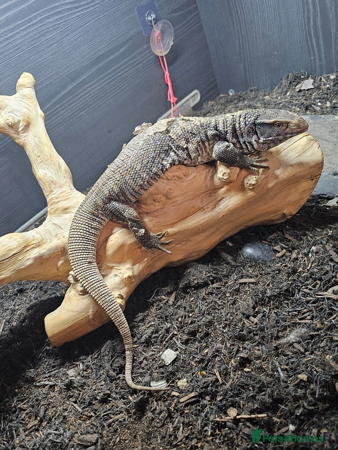 Monitor reptiles for sale: Beautiful savannah monitor  - Image 2