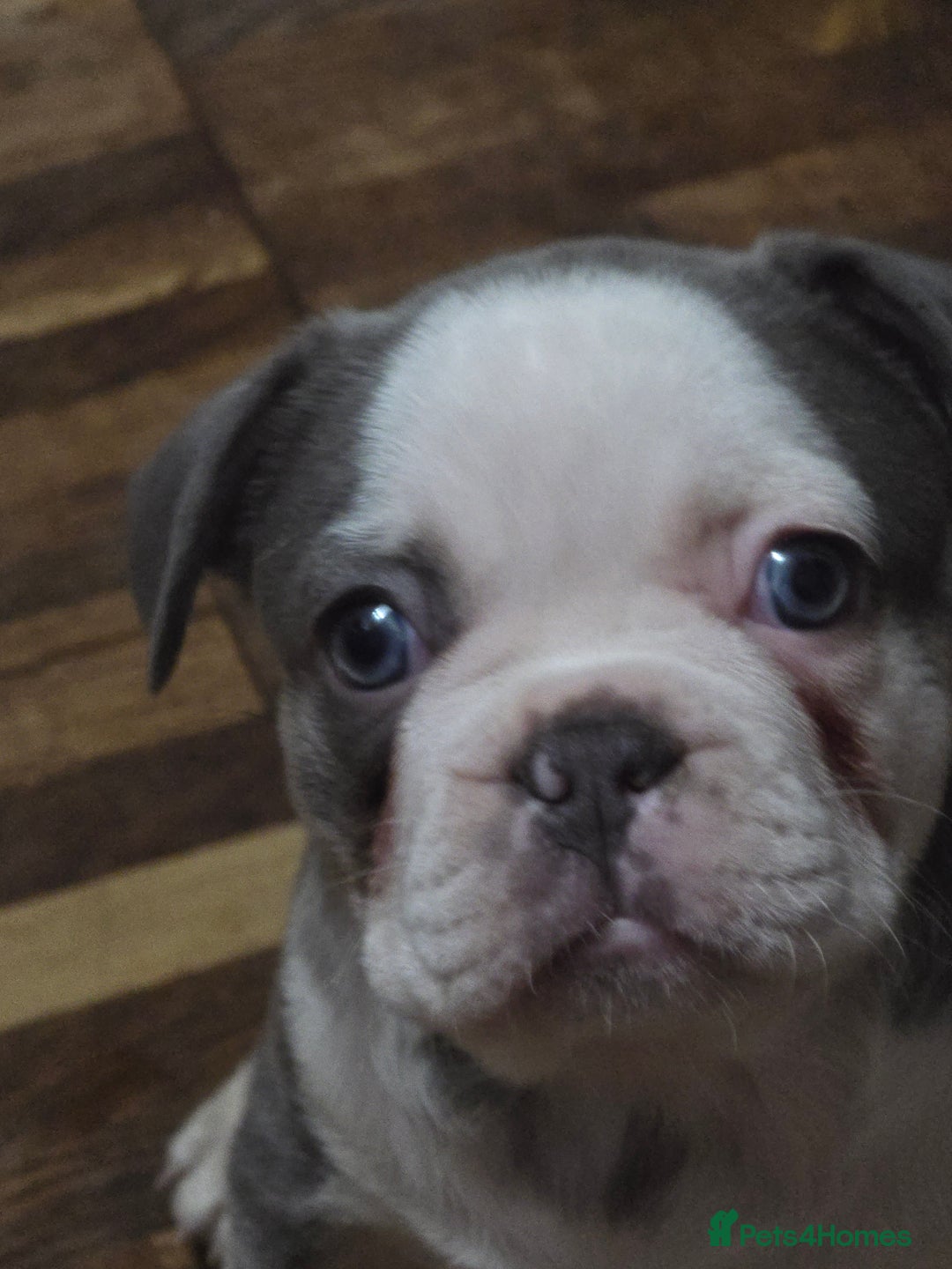 French Bulldog dogs for sale: Beautiful blue & White Blue & Tan - Advert 9