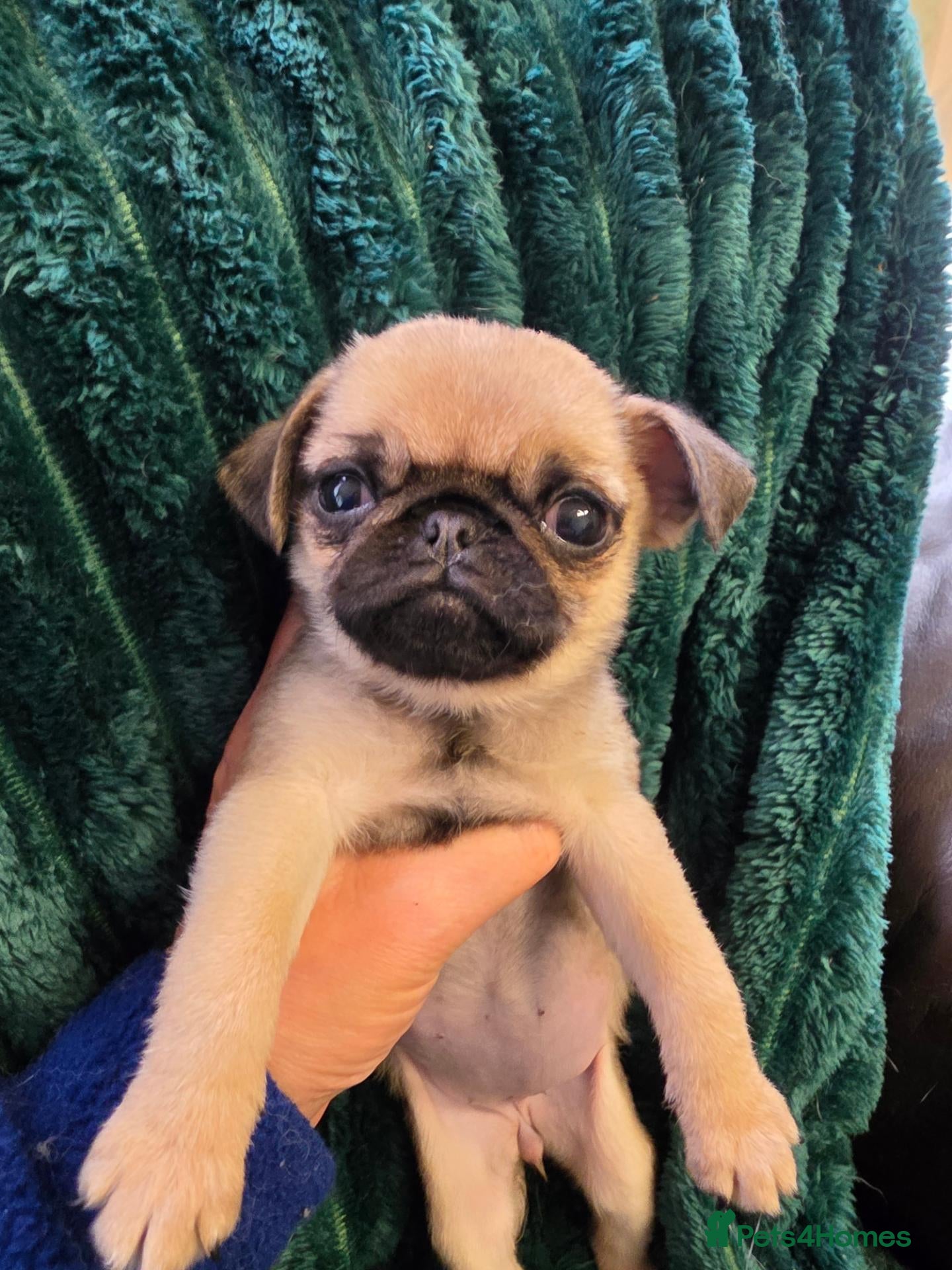 Pug dogs Pug puppies  - Advert 2
