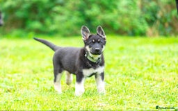 Sheepadoodle dogs for sale: East-European shephe - Image 6