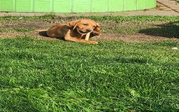 Labrador Retriever dogs for sale: KC Reg Fox Red Labrador Male. Fully vaccinated. in Mold - Image 20